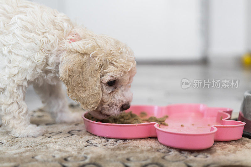 可爱的Lagotto Romagnolo小狗吃